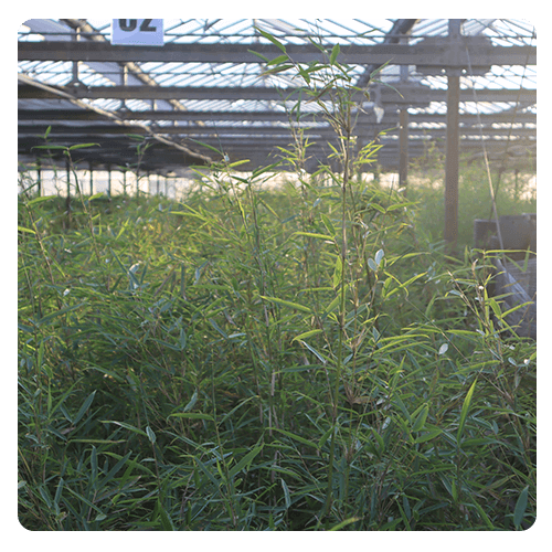 Bamboe planten wederverkoop