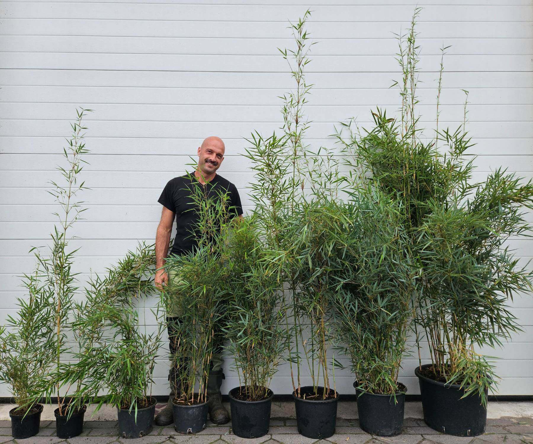 Bamboe planten voor de wederverkoper